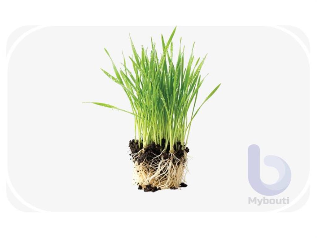 grass